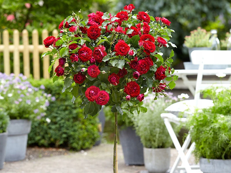 Розы купить саженцы из питомника {2}